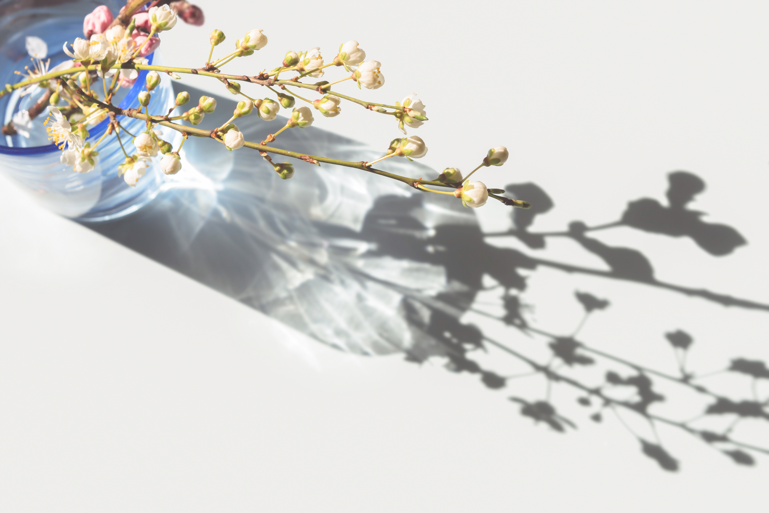 Blumen in Wasserglas werfen Schatten